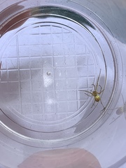 Enoplognatha ovata