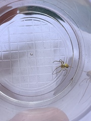 Enoplognatha ovata