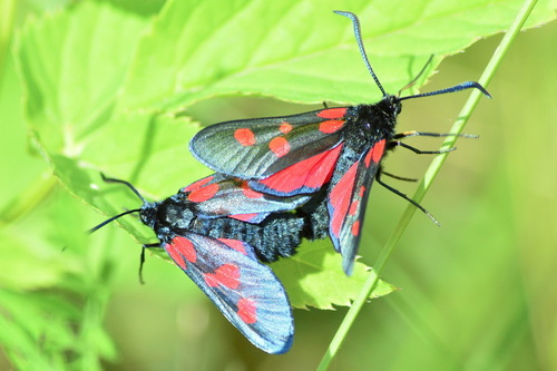 Paprastasis marguolis nuotrauka
