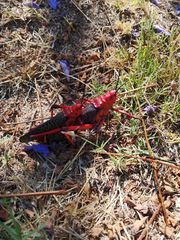 Phymateus morbillosus morbillosus