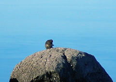 Macaca fuscata yakui