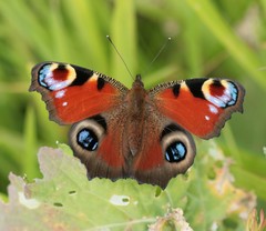 European Peacock Butterfly - Photo (c) S. Rae, some rights reserved (CC BY)