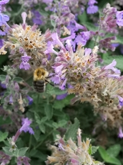 Bombus humilis