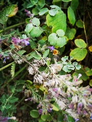 Bombus humilis