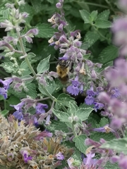 Bombus humilis