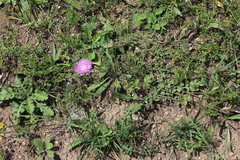 Psephellus salviifolius