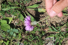 Psephellus salviifolius
