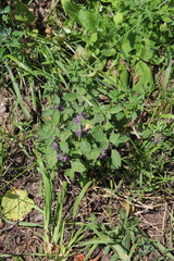 Marrubium leonuroides