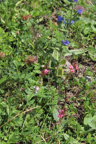 Onobrychis inermis