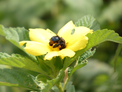 Centris dirrhoda