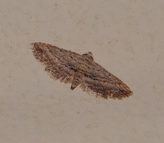 Araeopteron canescens