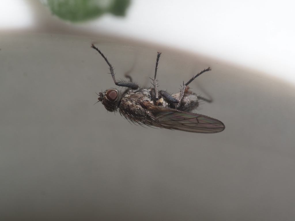 Muscoid fly