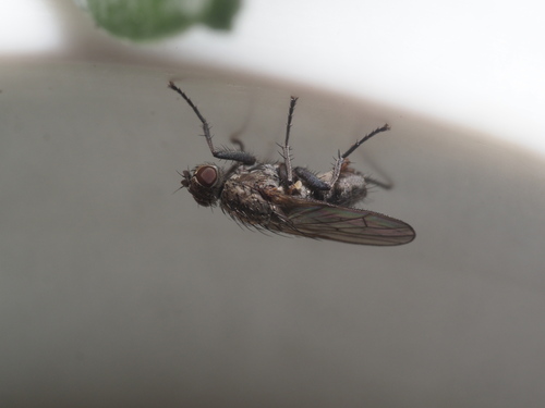 Muscoid fly