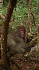 Macaca fuscata yakui