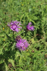 Centaurea phrygia abnormis