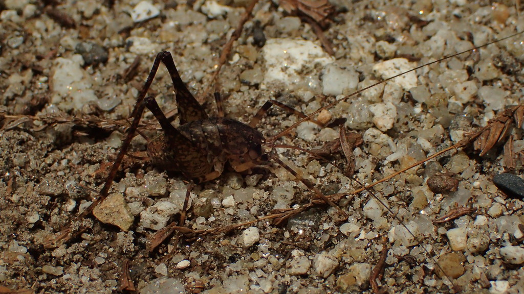 Diestrammena inexpectata