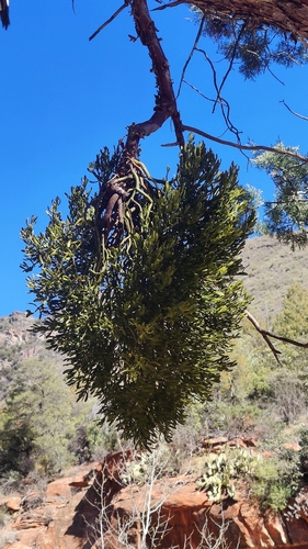 Image of Phoradendron densum by (c) Katherine Scott, some rights reserved (CC BY)