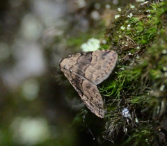 Dyspyralis illocata
