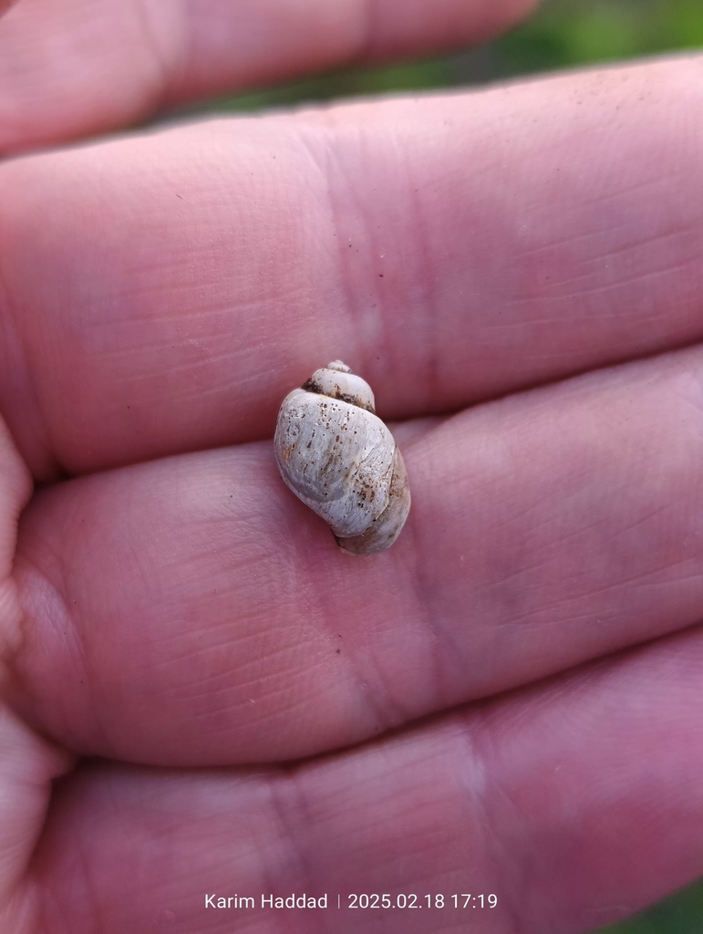 Bulinus truncatus