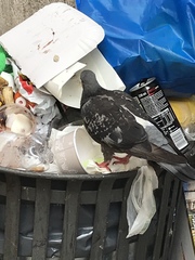 Columba livia domestica