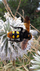 Megascolia maculata maculata