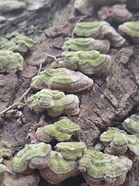 Cerrena unicolor · February 2025 · photo: © rocio_pose (iNaturalist, cc-by)