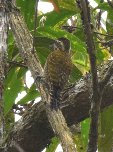 pica-pau-verde-carijó (Veniliornis spilogaster)