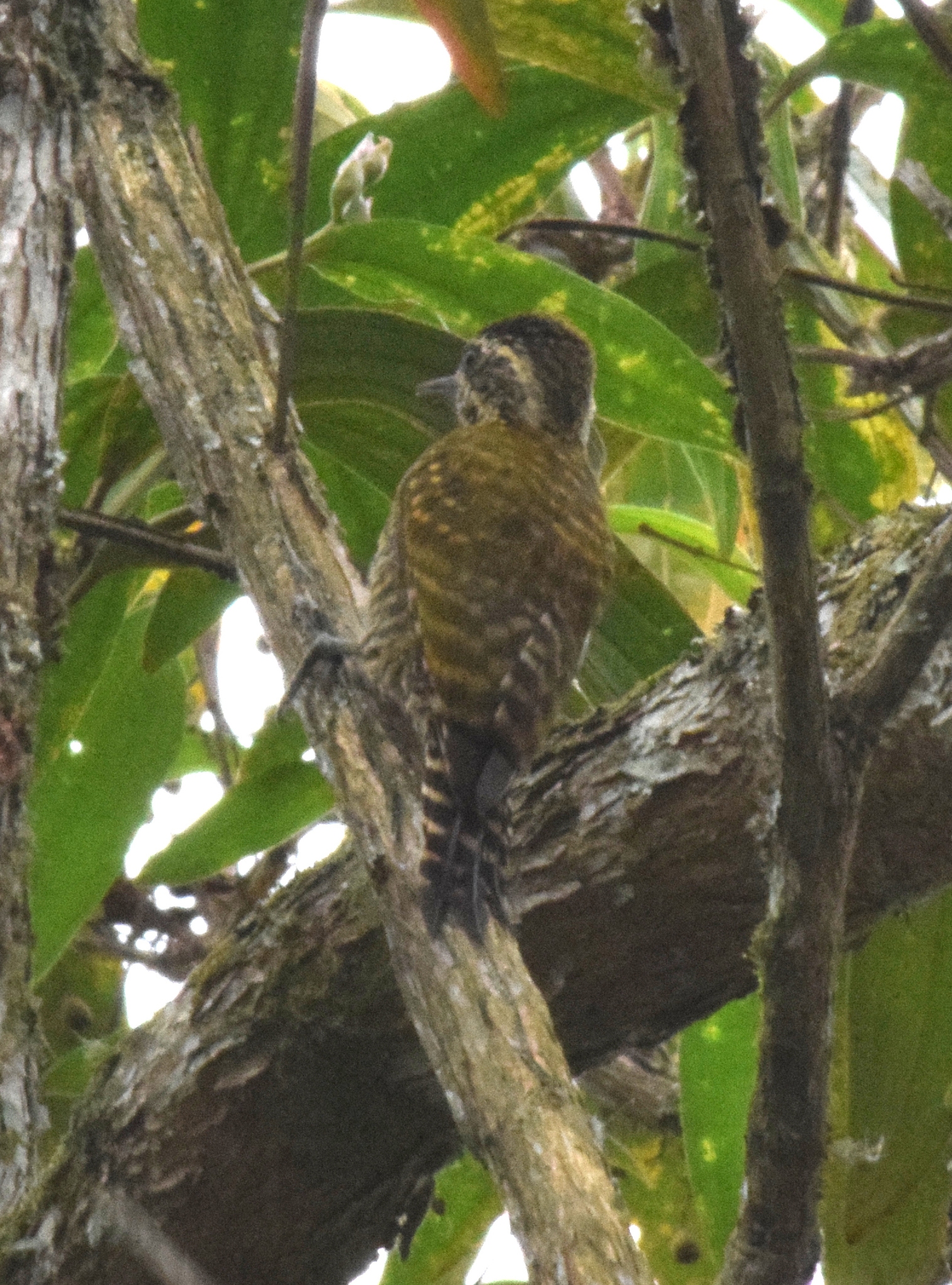 White-spotted Woodpecker (Veniliornis spilogaster)