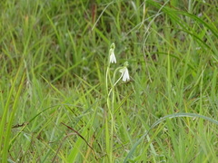 Habenaria longicorniculata