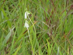 Habenaria longicorniculata
