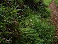 Habenaria longicorniculata