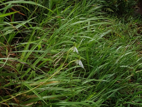 Image of Habenaria longicorniculata by no rights reserved