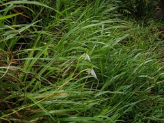 Habenaria longicorniculata