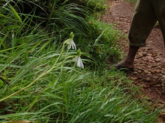Habenaria longicorniculata