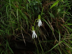 Habenaria longicorniculata