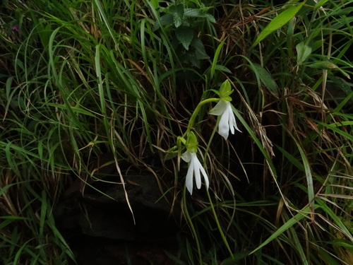 Image of Habenaria longicorniculata by no rights reserved