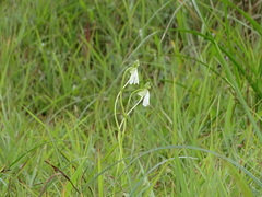 Habenaria longicorniculata