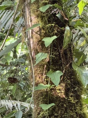 Passiflora menispermifolia, photograph (c) chrisdt, some rights reserved (CC BY)