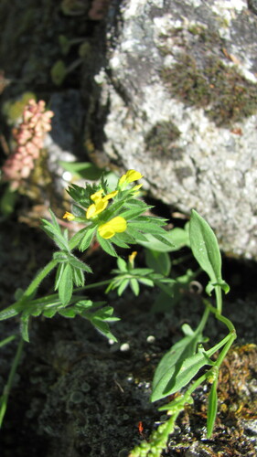 Ornithopus compressus iNat (2)