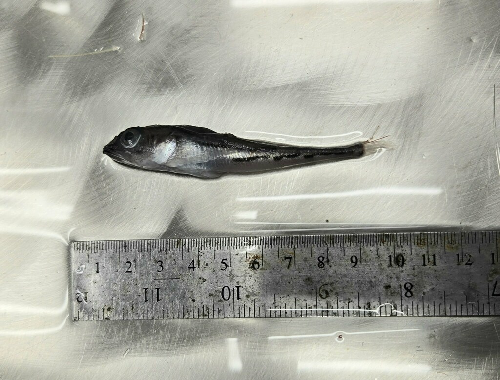 Bigeye sculpin (Triglops nybelini) — Cottidae