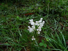 Habenaria roxburghii
