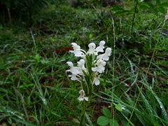 Habenaria roxburghii