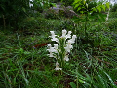 Habenaria roxburghii