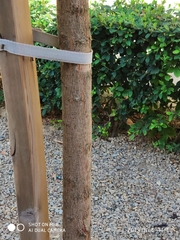 Koelreuteria paniculata