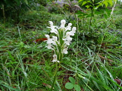 Habenaria roxburghii