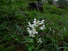 Habenaria roxburghii