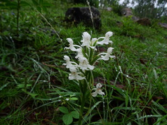 Habenaria roxburghii