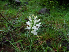 Habenaria roxburghii