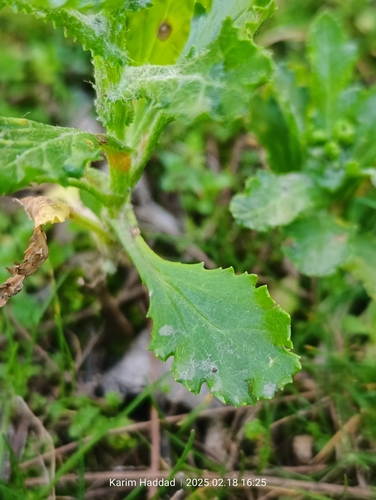 Image of Chamomile-leaved Groundsel by (c) Karim Haddad, some rights reserved (CC BY)