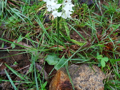 Habenaria roxburghii